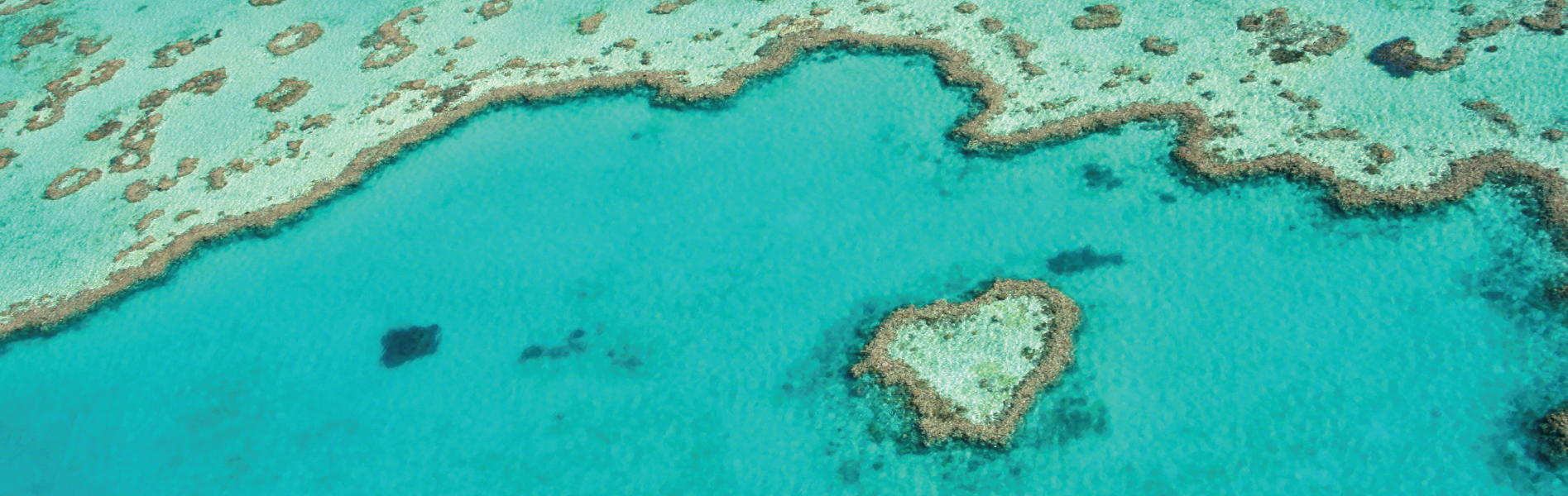 Carousel banner heart reef